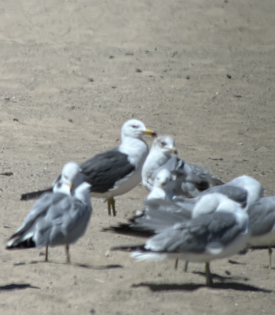 Black-tailed Gull - ML619815471