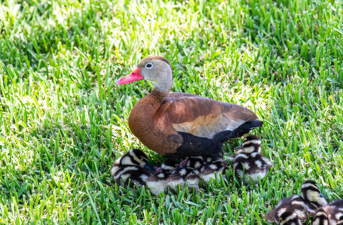 Dendrocygne à ventre noir - ML619815474