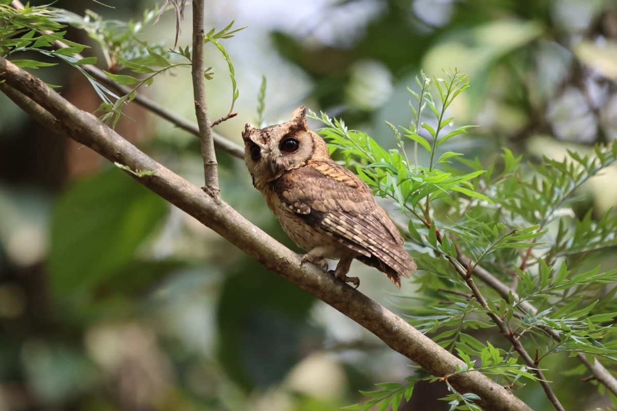 Indian Scops-Owl - ML619815478