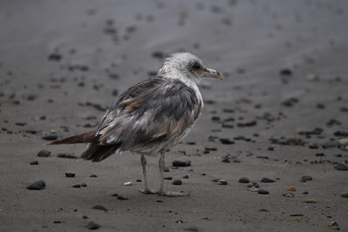 Gaviota Californiana - ML619815497