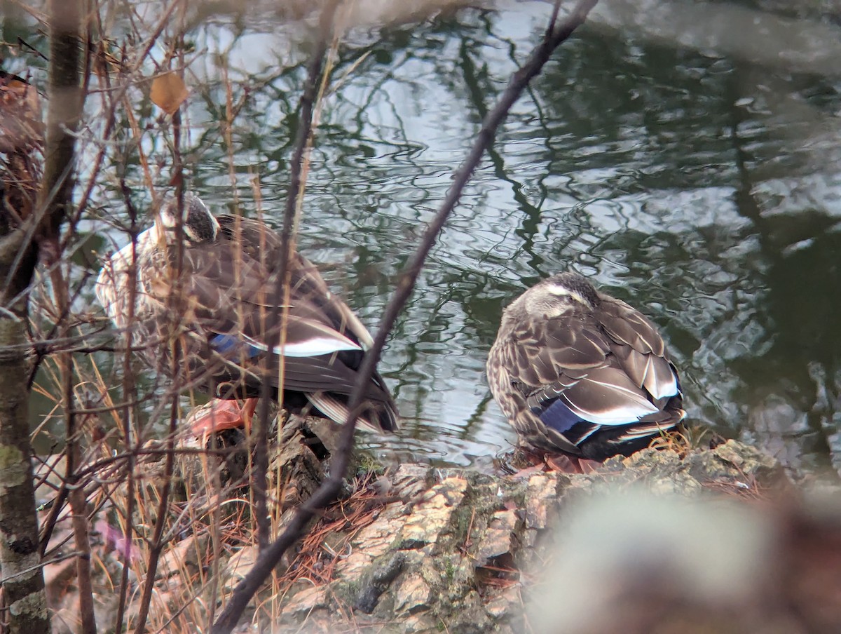 Eastern Spot-billed Duck - ML619815505