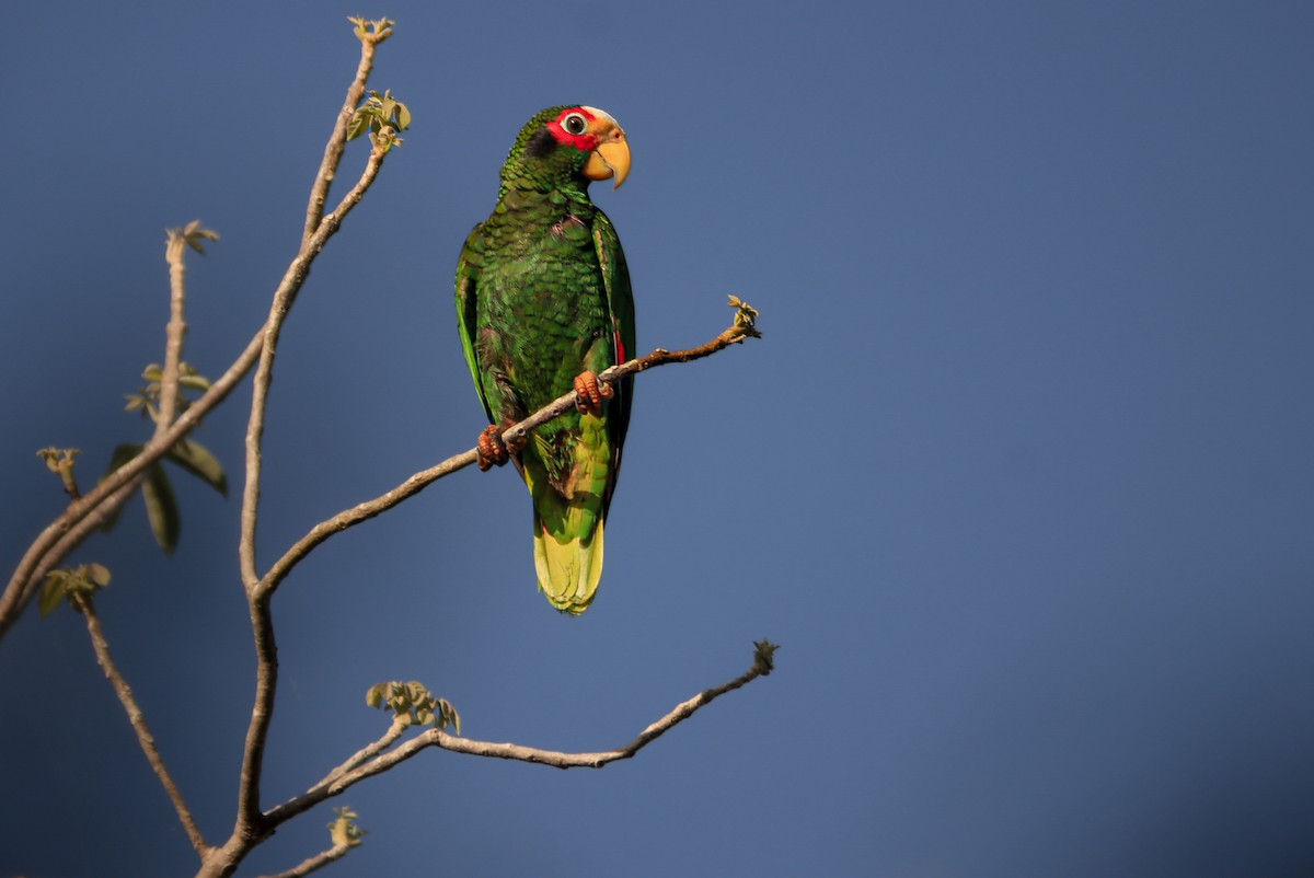 Yellow-lored Parrot - ML619815514
