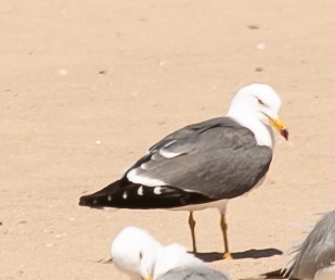 Black-tailed Gull - ML619815515