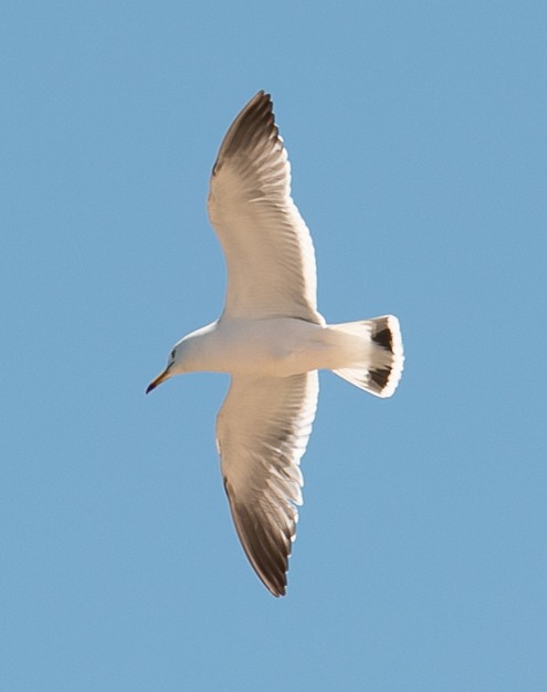 Black-tailed Gull - ML619815516