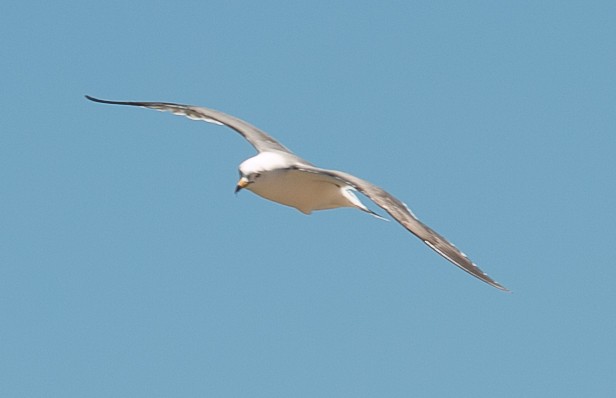 Black-tailed Gull - ML619815517