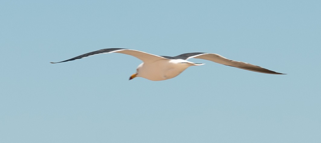 Black-tailed Gull - ML619815519