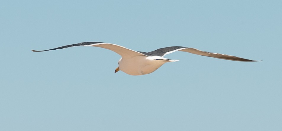 Black-tailed Gull - ML619815520