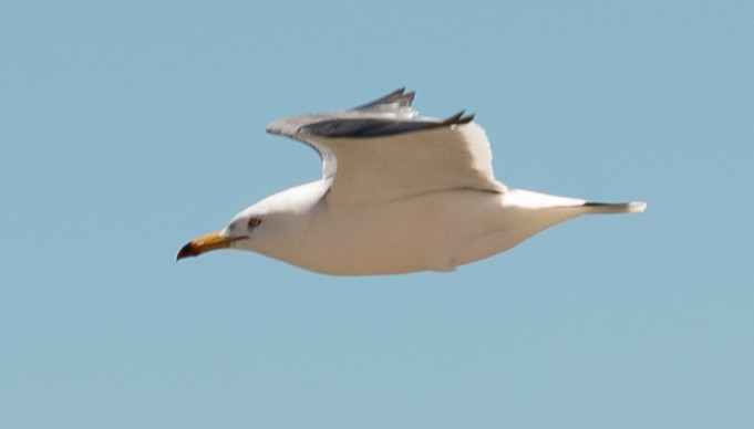 Black-tailed Gull - ML619815523
