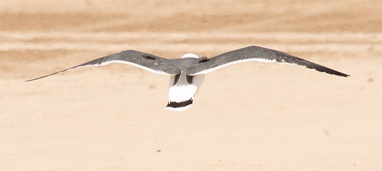 Black-tailed Gull - ML619815524
