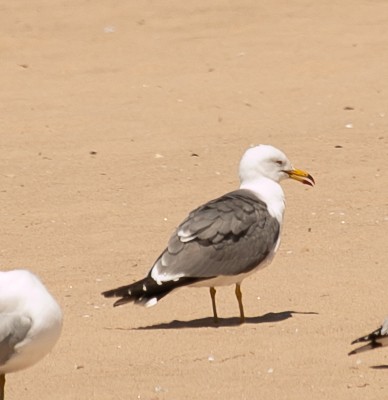 Black-tailed Gull - ML619815525