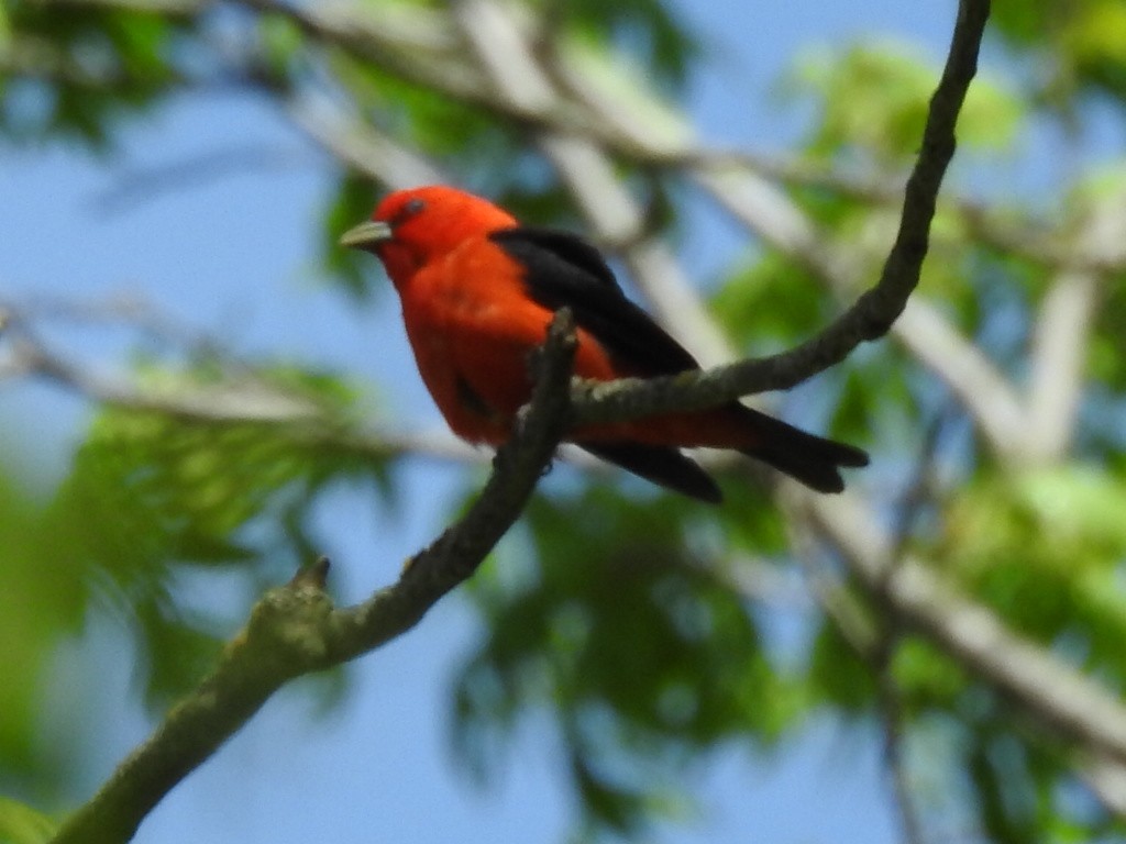 Scarlet Tanager - ML619815533