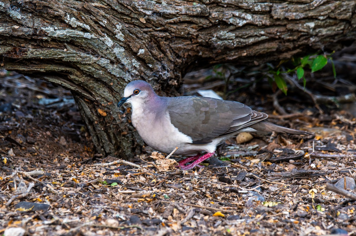 White-tipped Dove - ML619815540