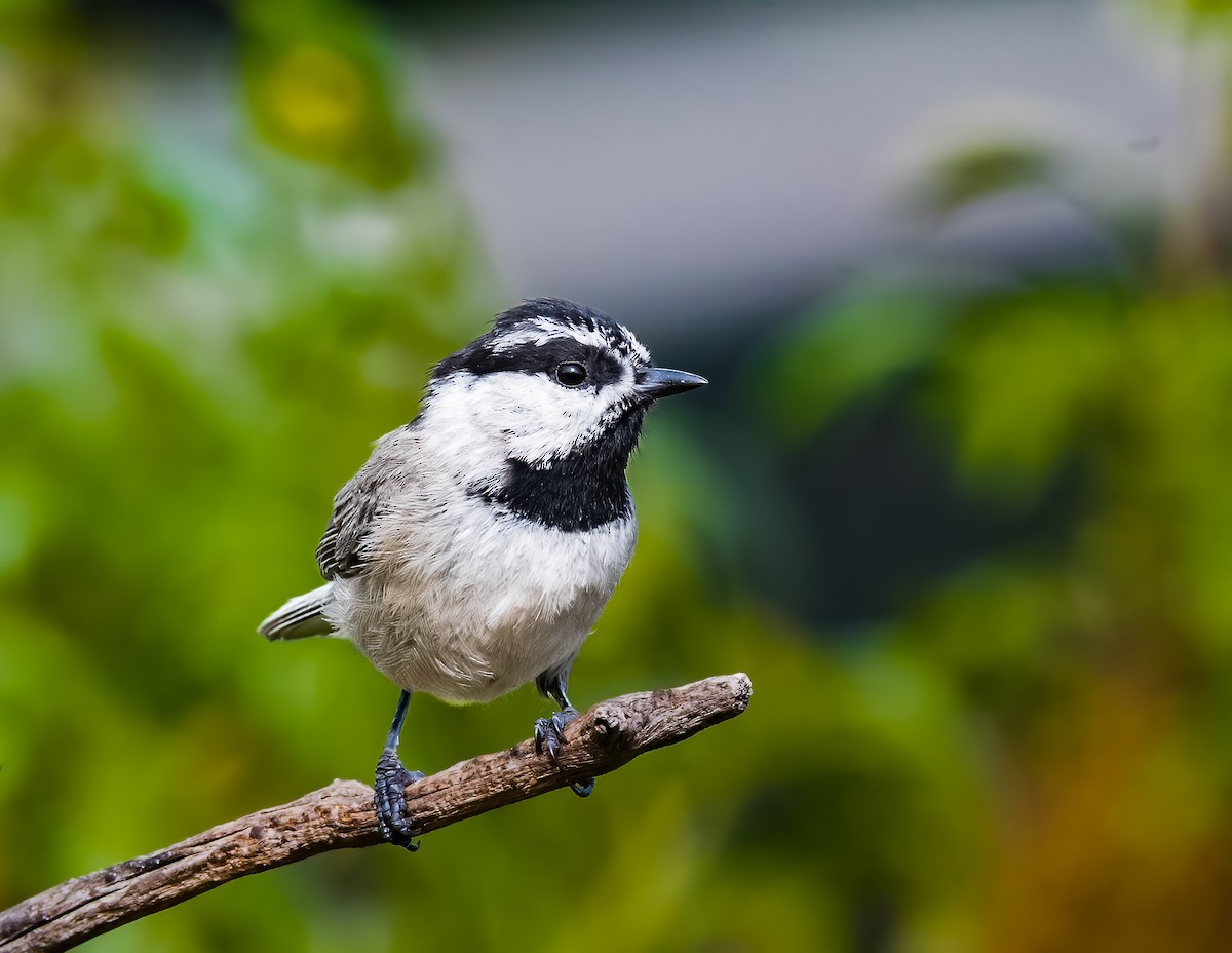 Mountain Chickadee - ML619815542