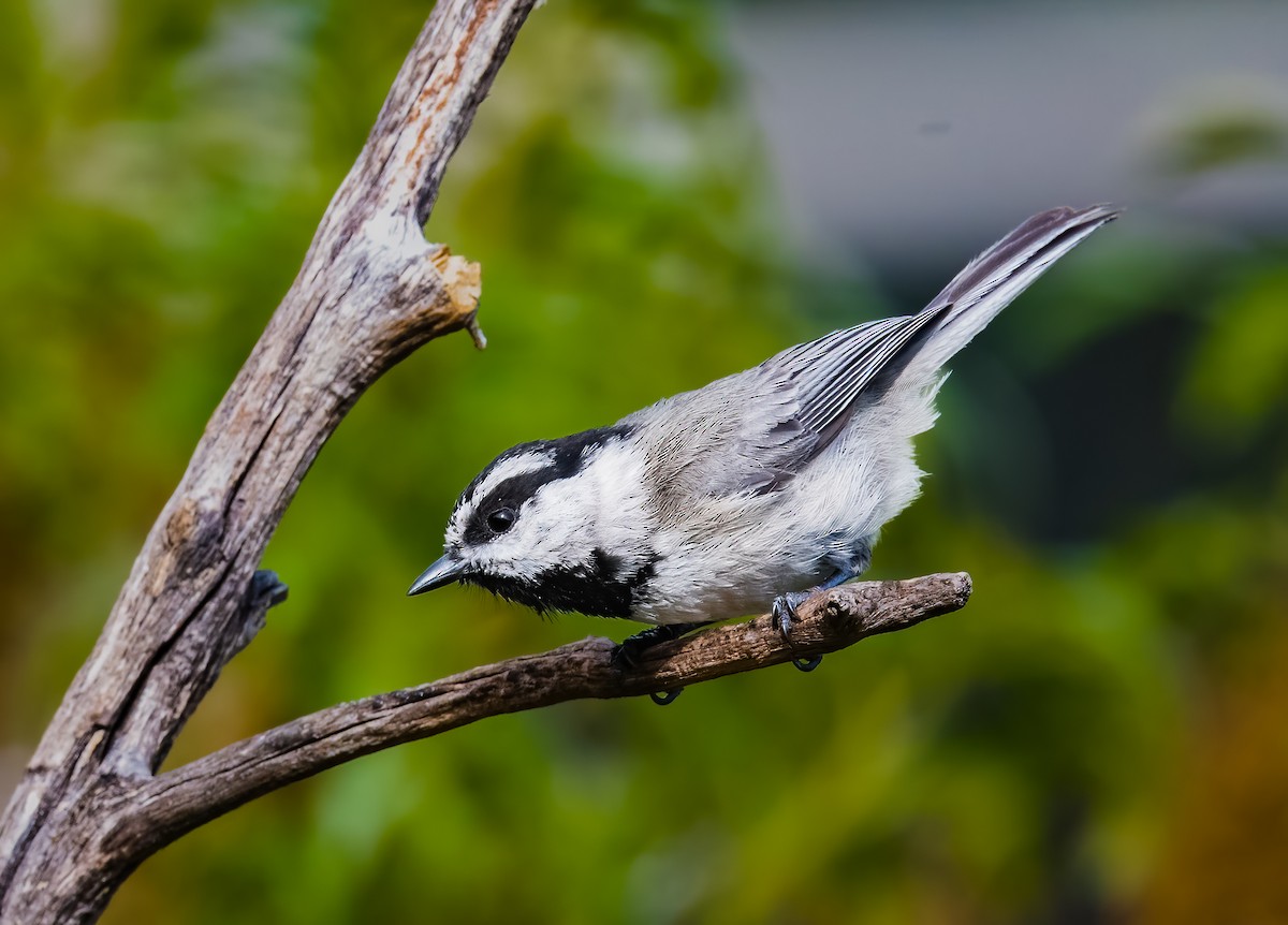 Mountain Chickadee - ML619815543