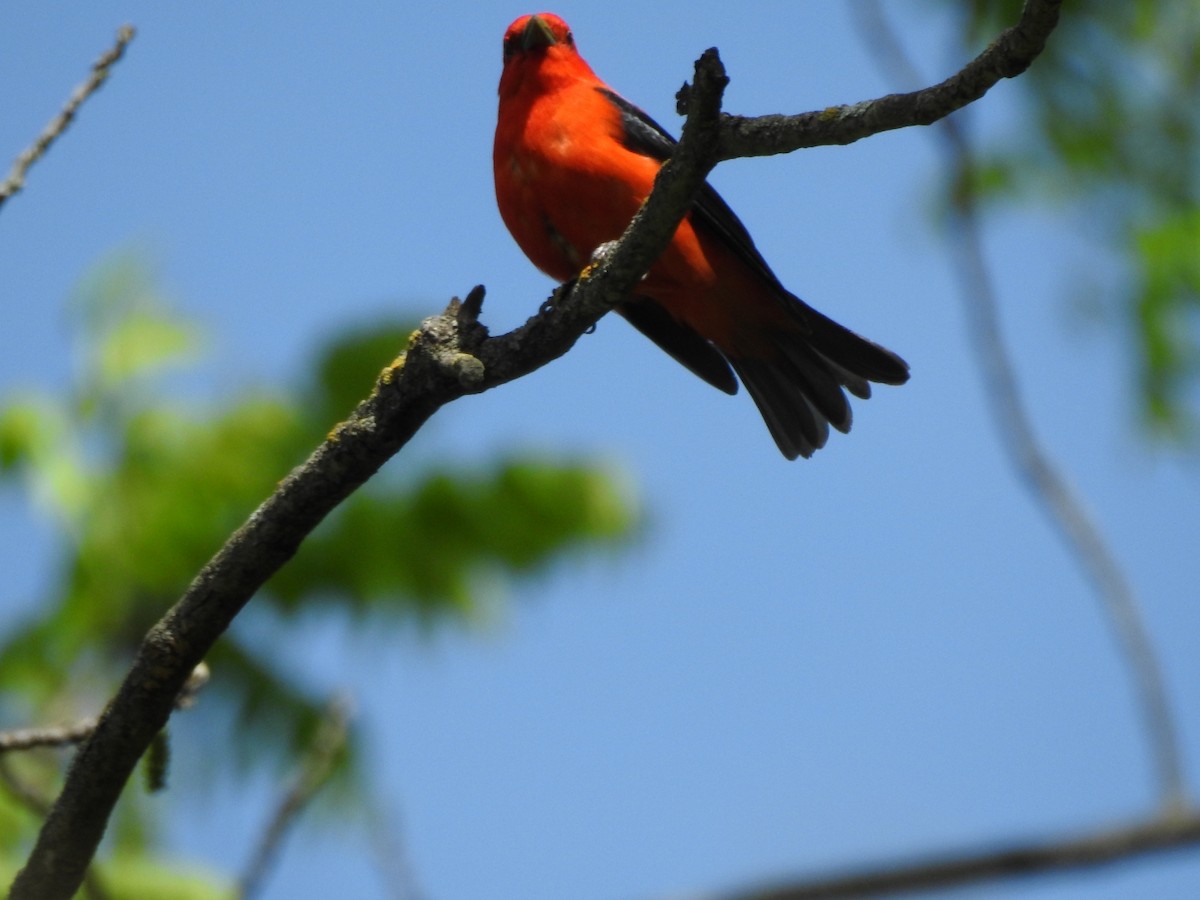 Scarlet Tanager - ML619815549