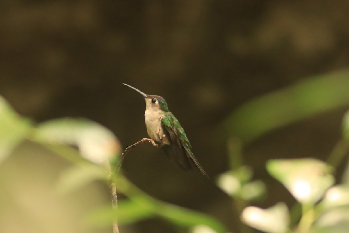 Wedge-tailed Sabrewing - ML619815550