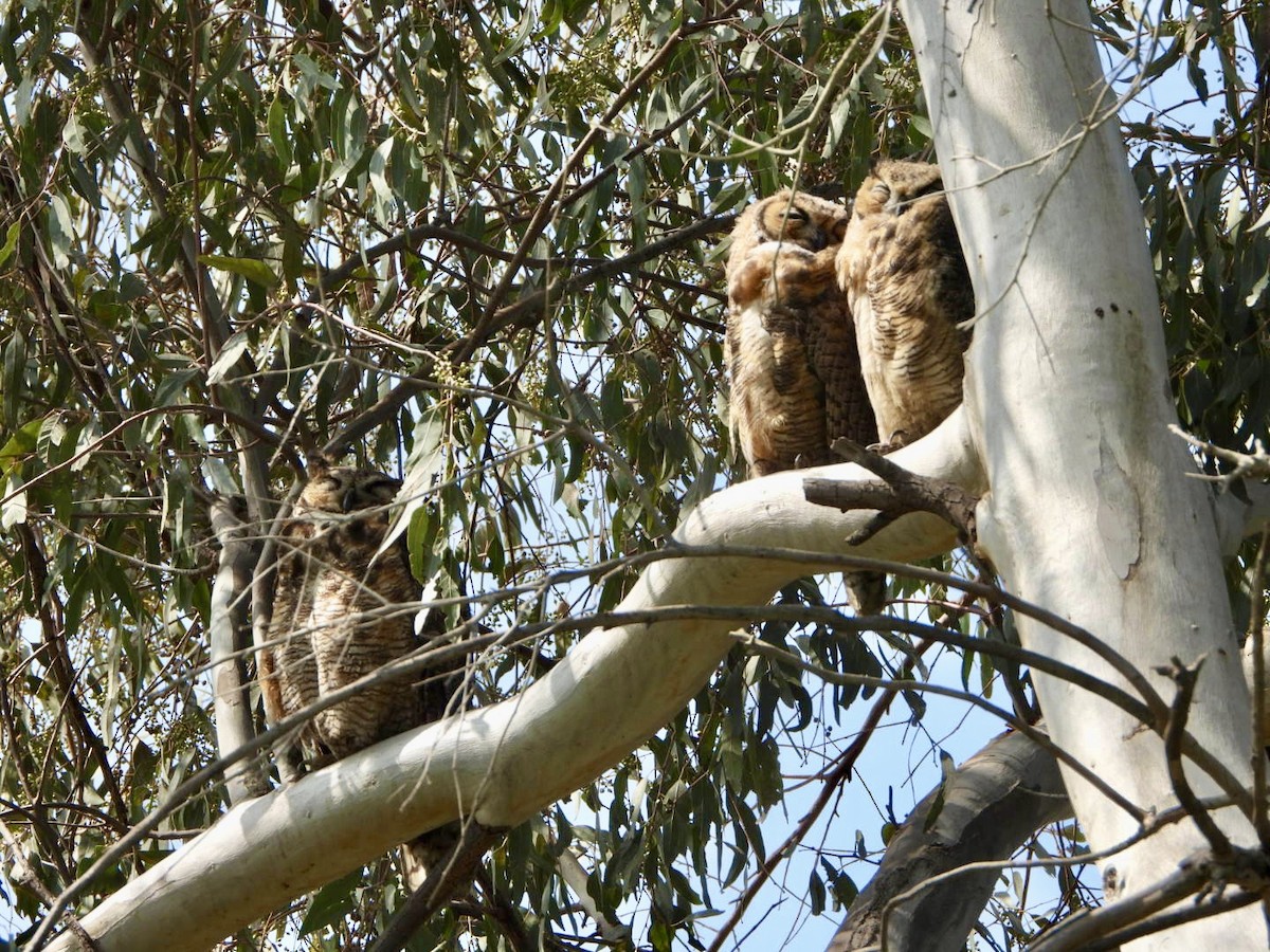 Great Horned Owl - ML619815561