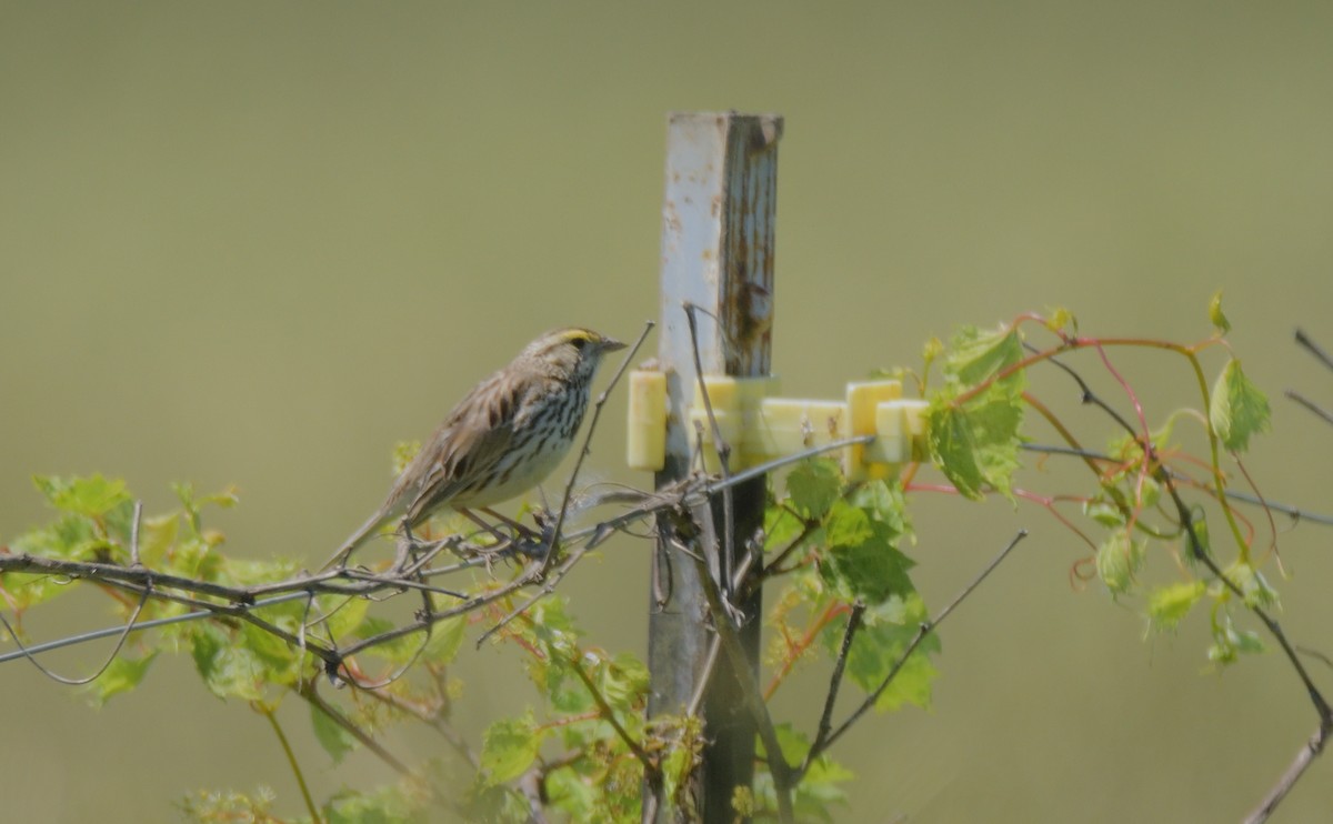 Savannah Sparrow - ML619815581