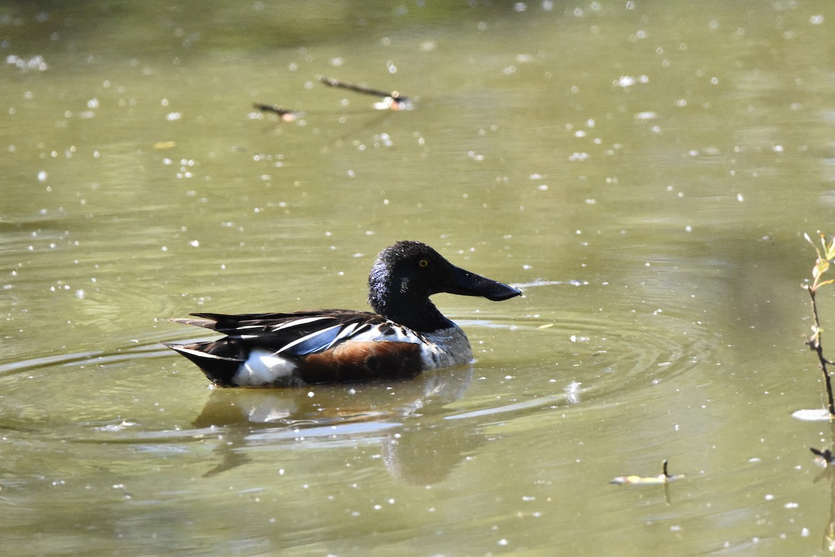 Northern Shoveler - ML619815587