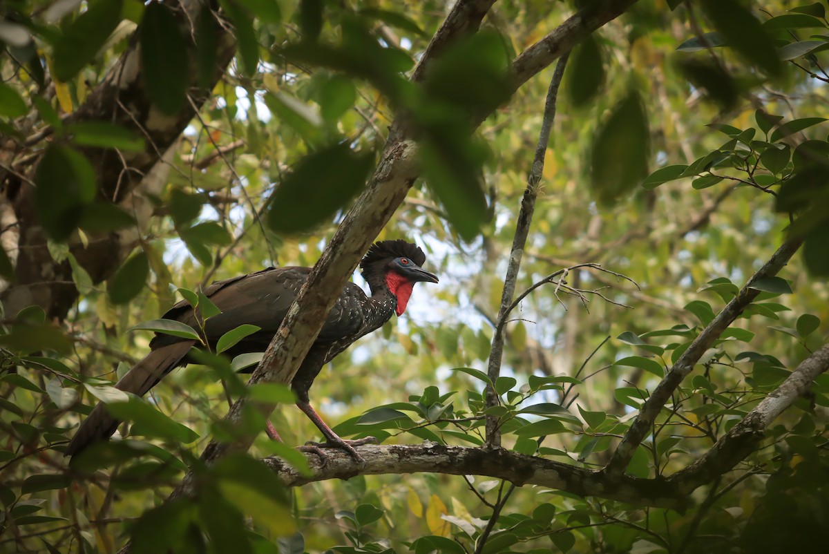 Crested Guan - ML619815594