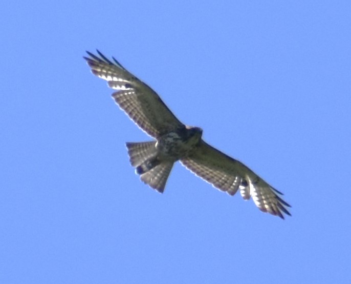 Broad-winged Hawk - ML619815596