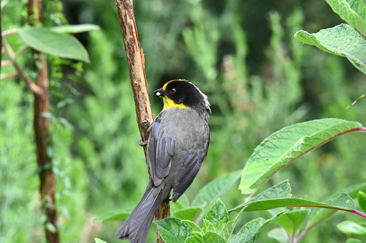 Pale-naped Brushfinch - ML619815603