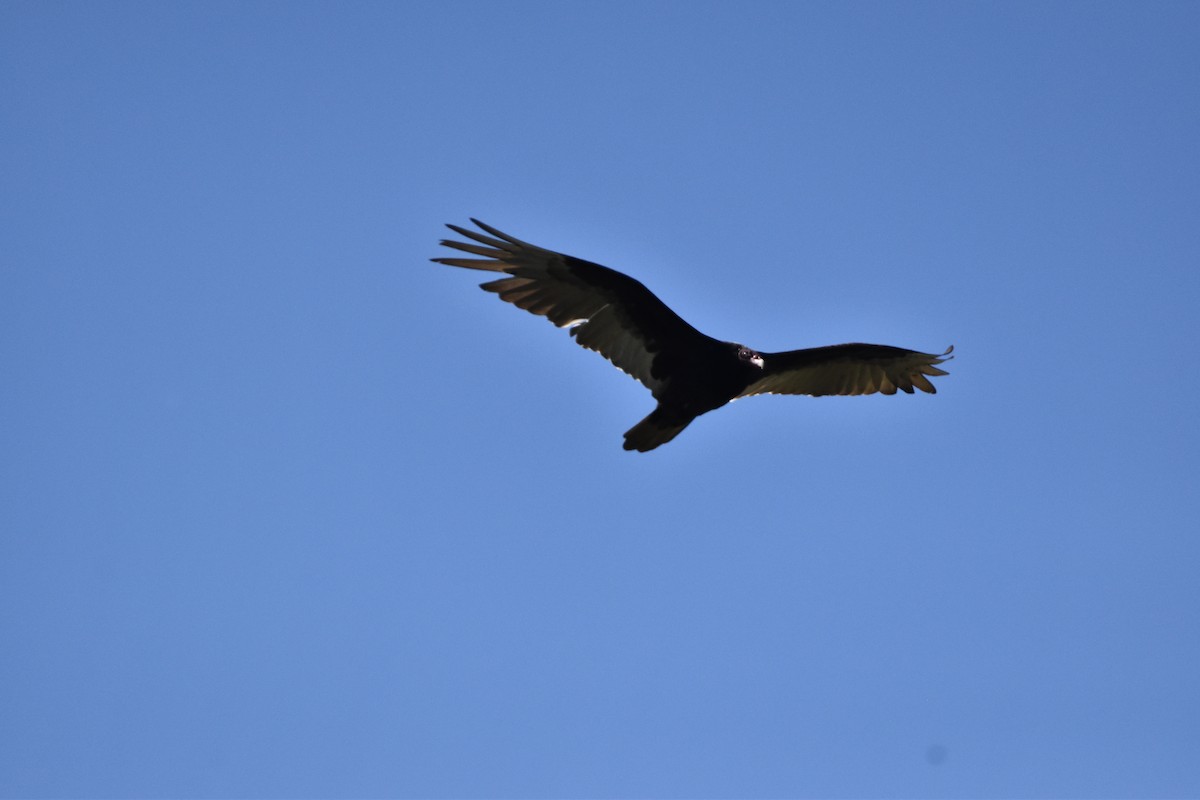 Turkey Vulture - ML619815608