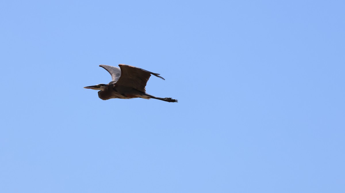 Great Blue Heron - ML619815615