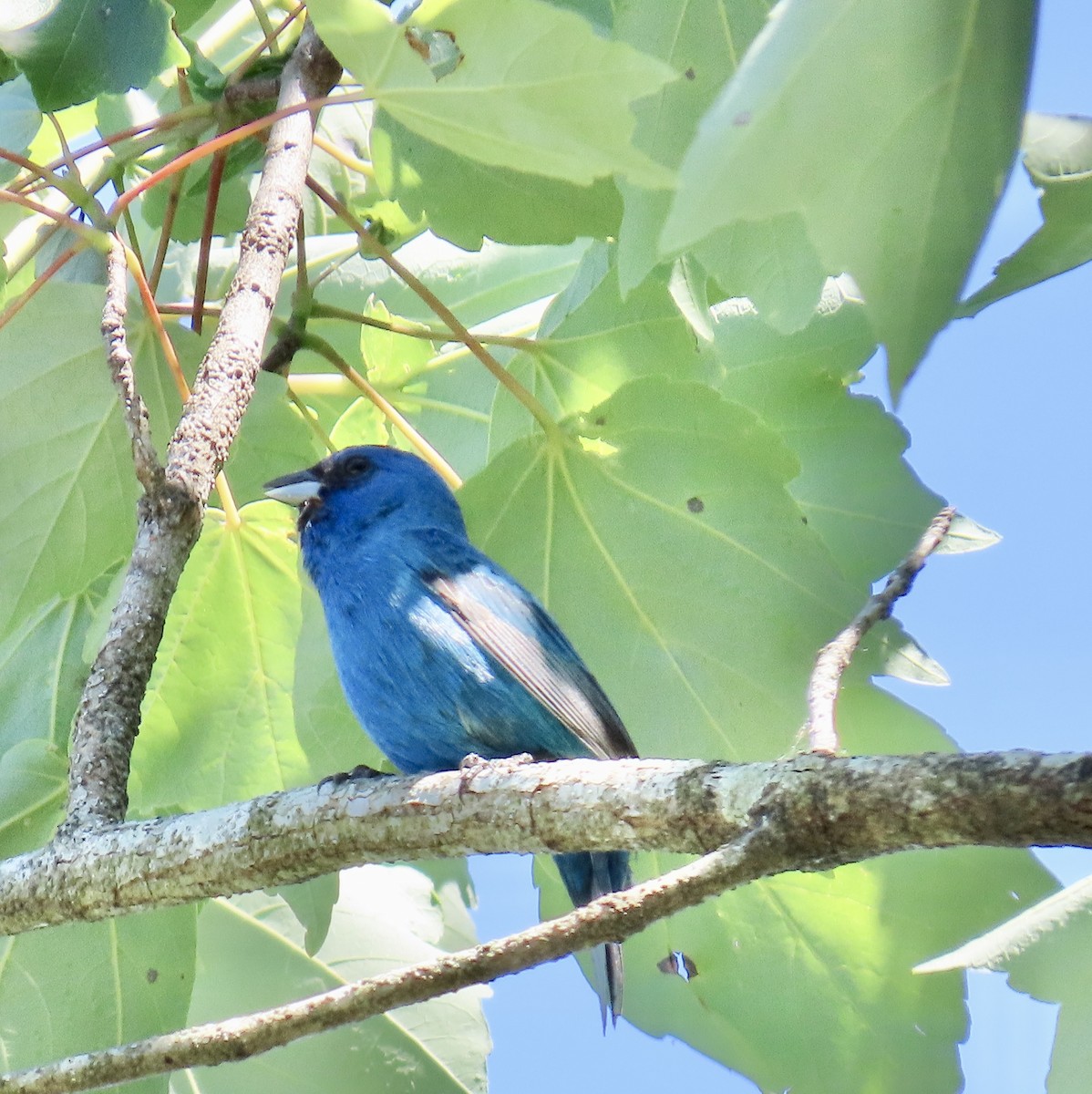 Indigo Bunting - ML619815621