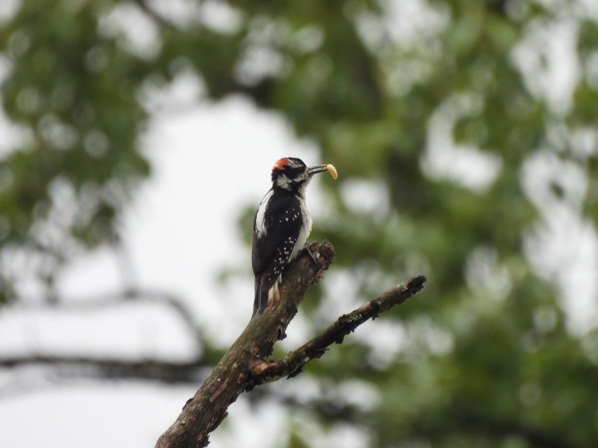 Hairy Woodpecker - ML619815643