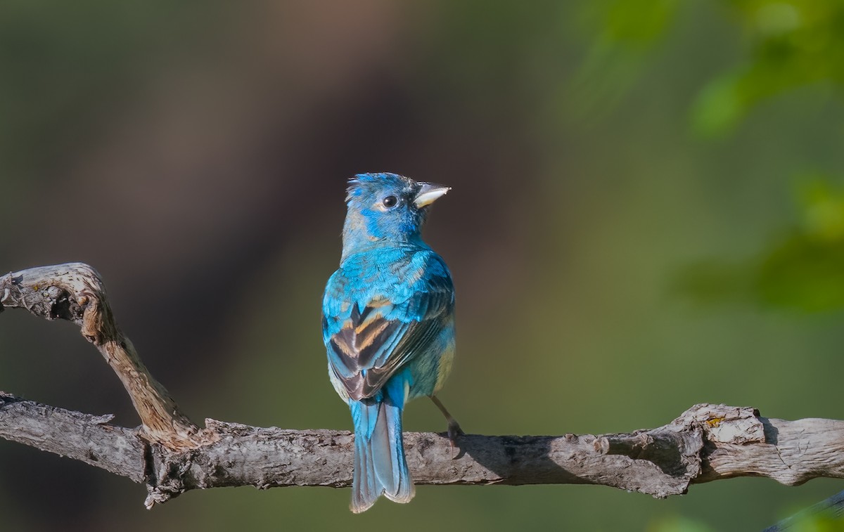 Indigo Bunting - ML619815651