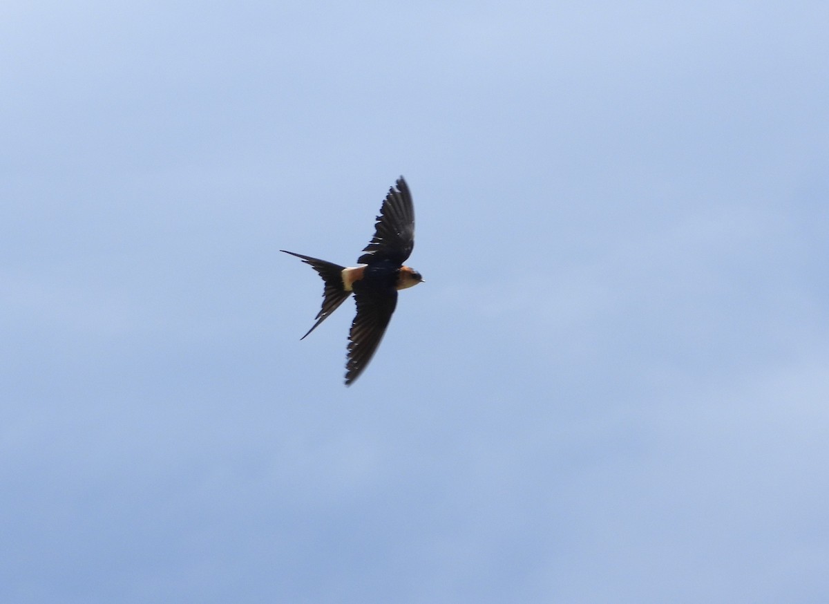 Red-rumped Swallow - ML619815672