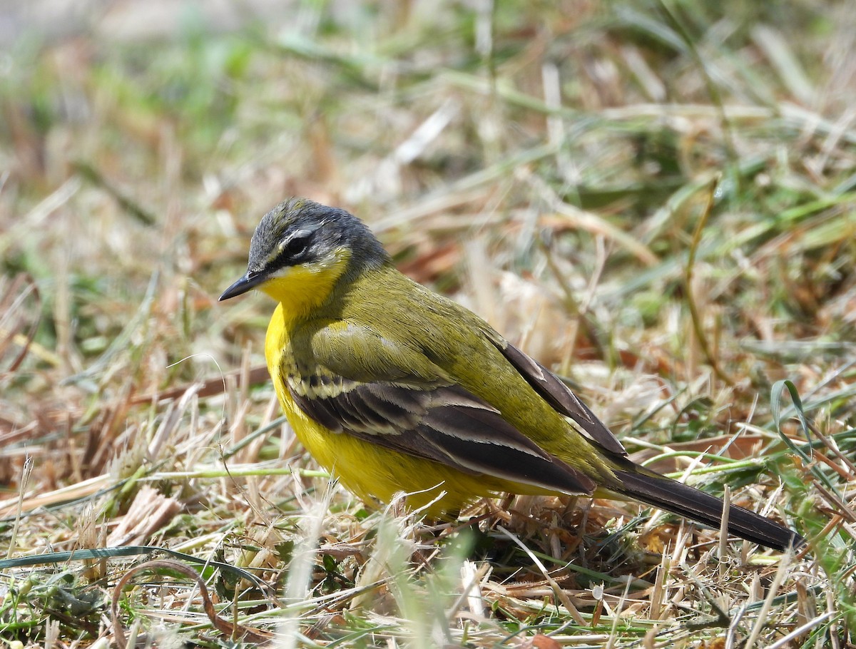 Western Yellow Wagtail (flava) - ML619815680