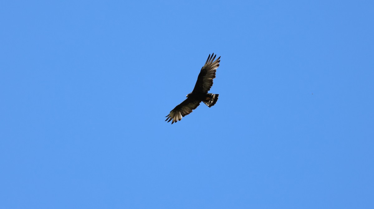 Zone-tailed Hawk - ML619815693