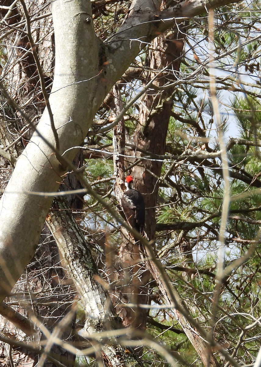 Pileated Woodpecker - ML619815701