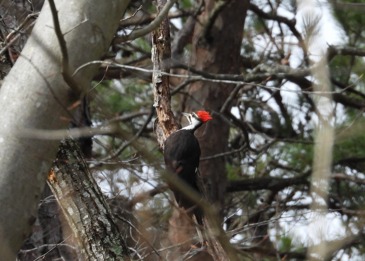 Pileated Woodpecker - ML619815702