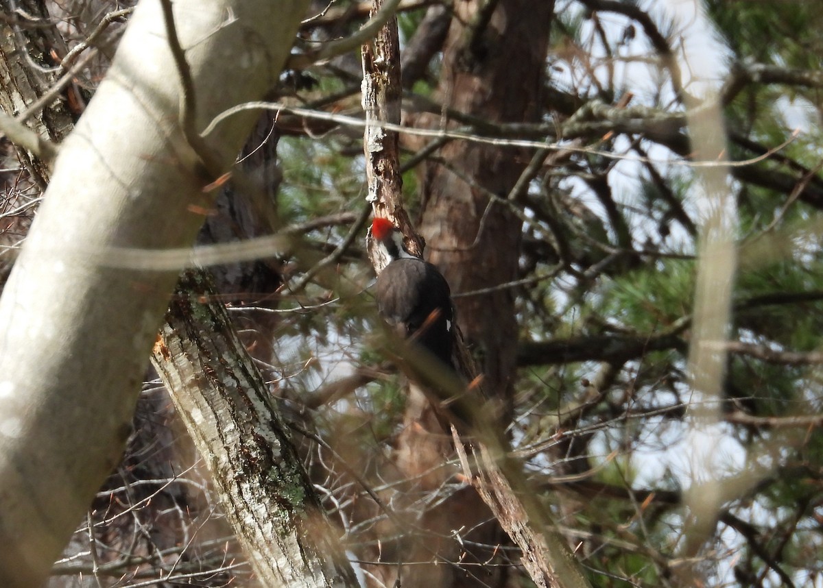 Pileated Woodpecker - ML619815703