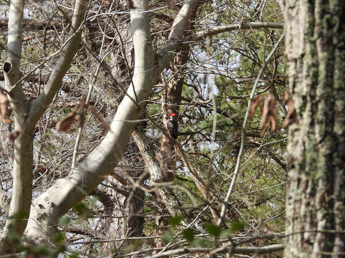 Pileated Woodpecker - ML619815704