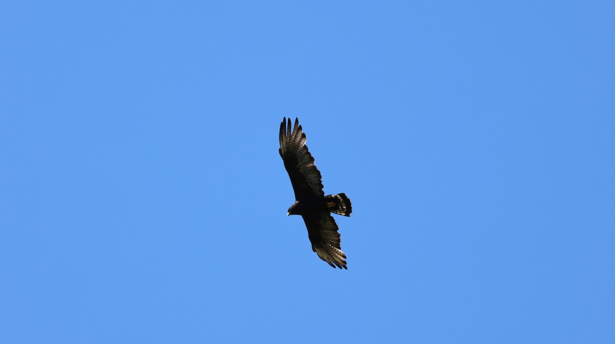 Zone-tailed Hawk - ML619815708