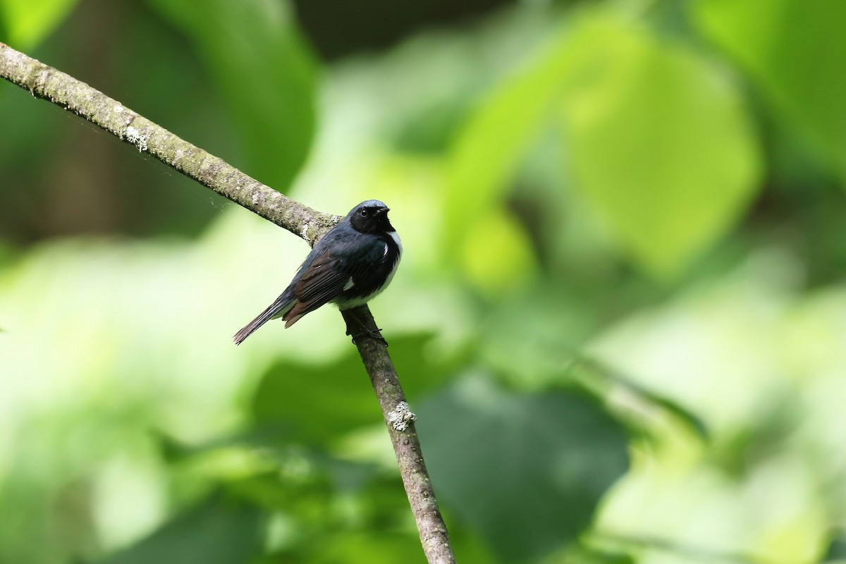 Black-throated Blue Warbler - ML619815709