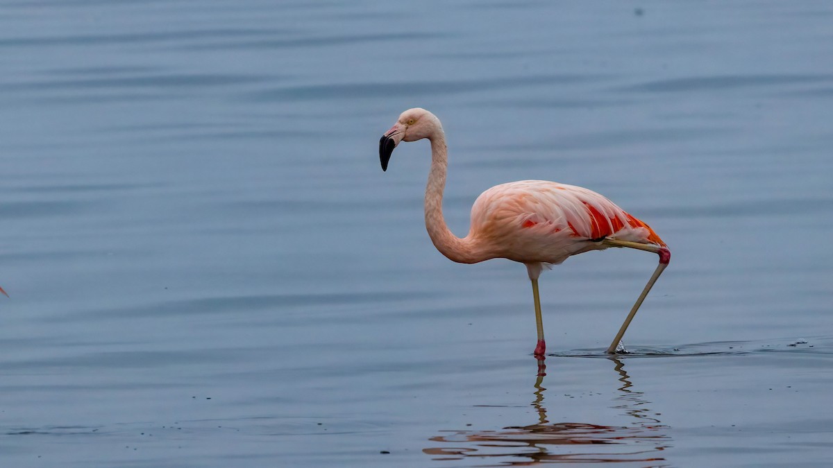 Şili Flamingosu - ML619815712
