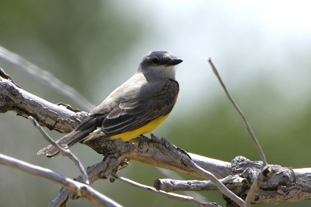 Western Kingbird - ML619815714