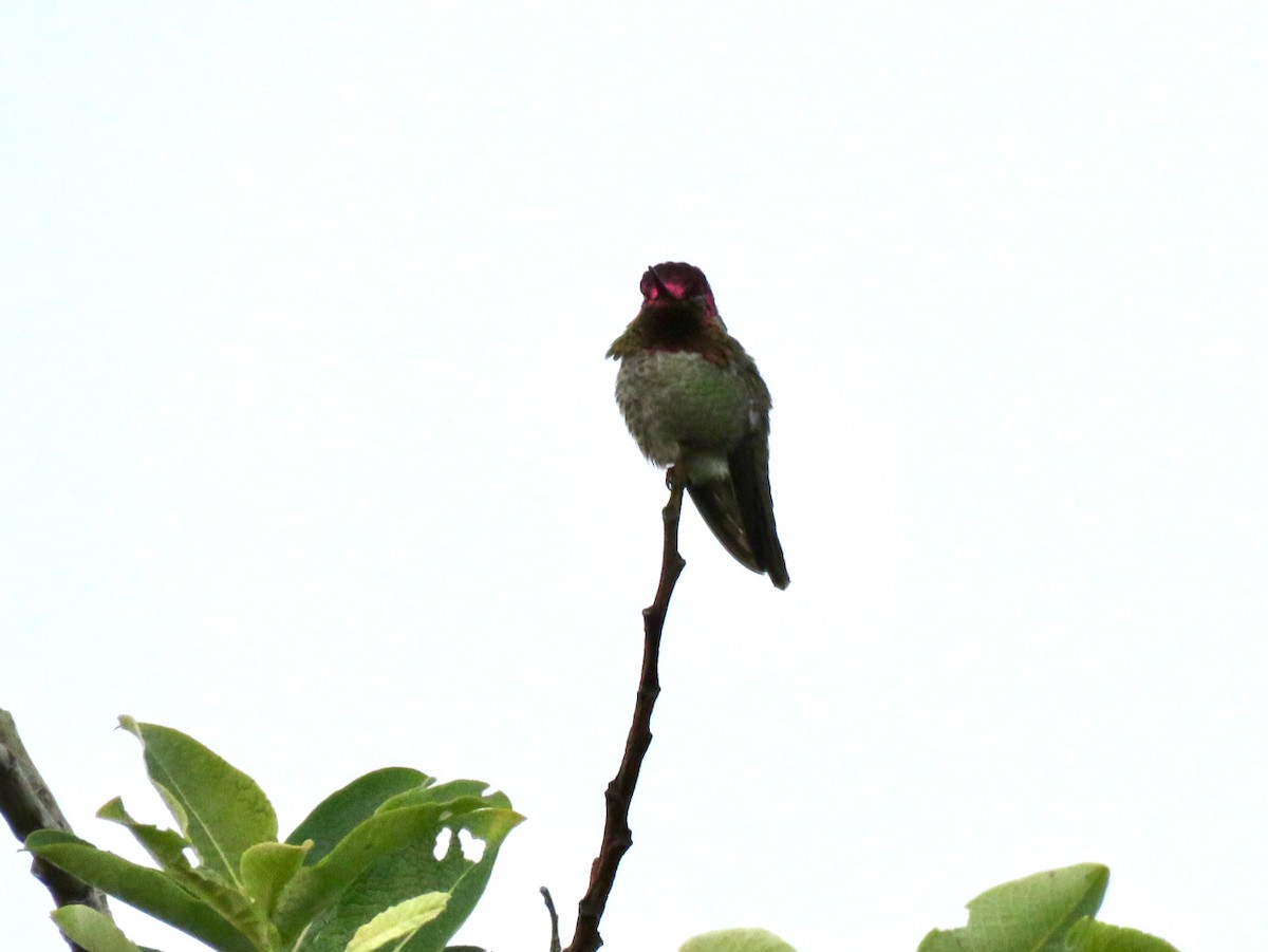 Anna's Hummingbird - ML619815716