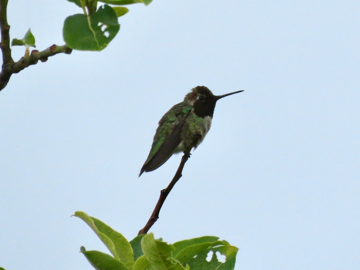 Anna's Hummingbird - ML619815717