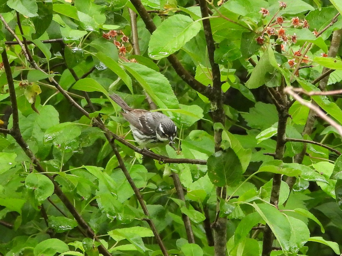 Black-throated Gray Warbler - ML619815719