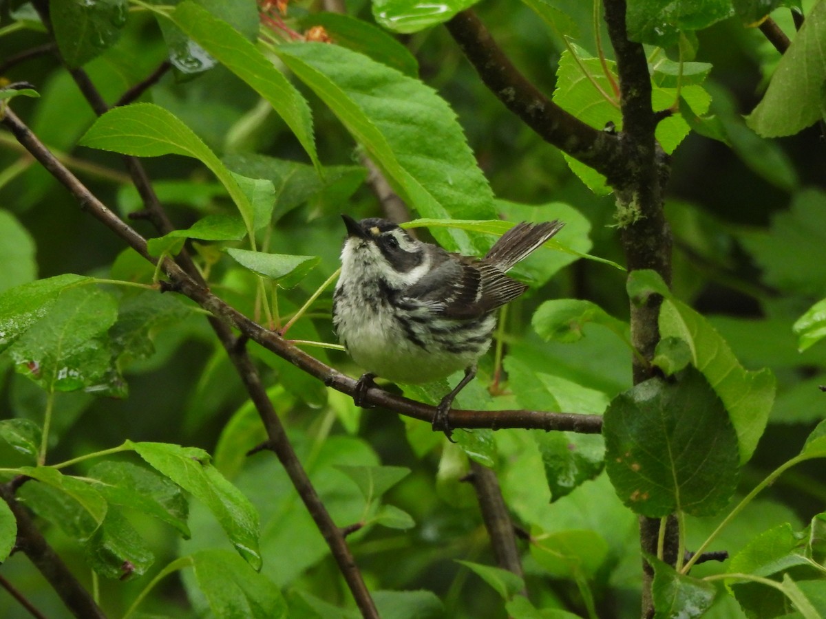 Black-throated Gray Warbler - ML619815720