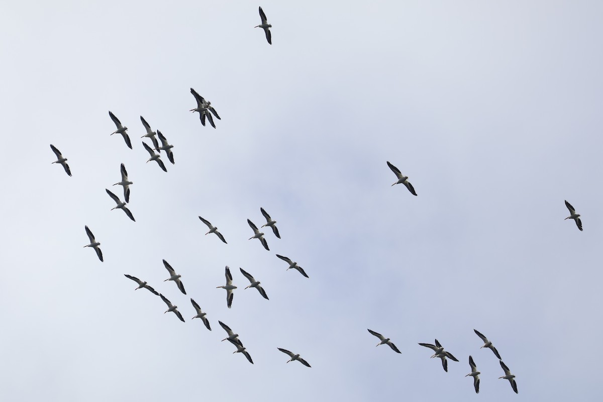 American White Pelican - ML619815723