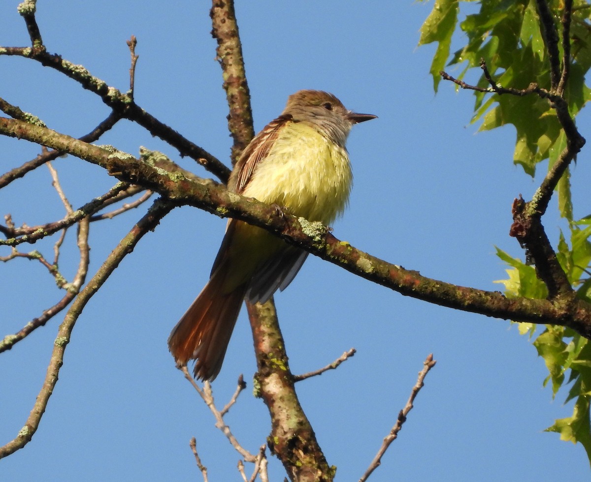 Great Crested Flycatcher - ML619815733