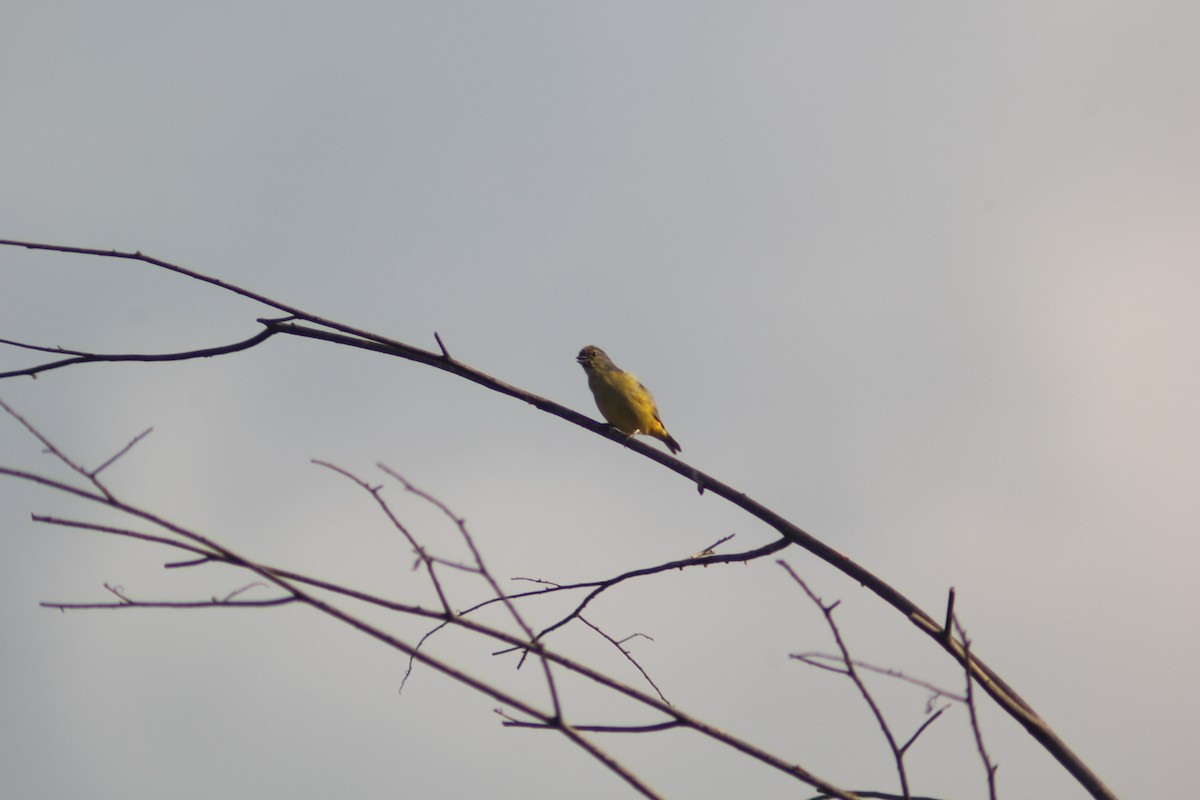 Yellow-throated Euphonia - ML619815734