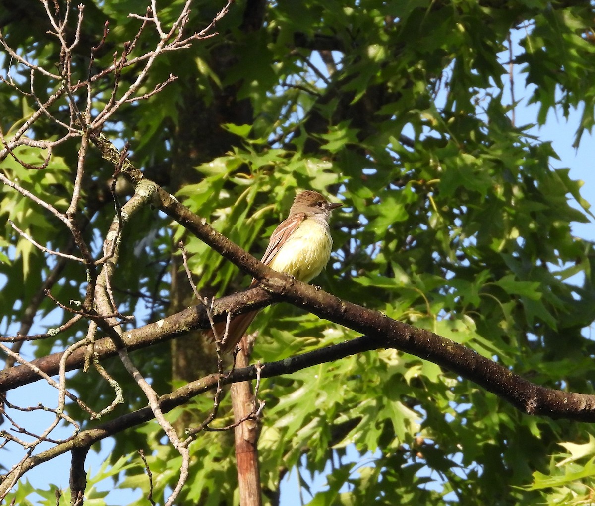 Great Crested Flycatcher - ML619815749